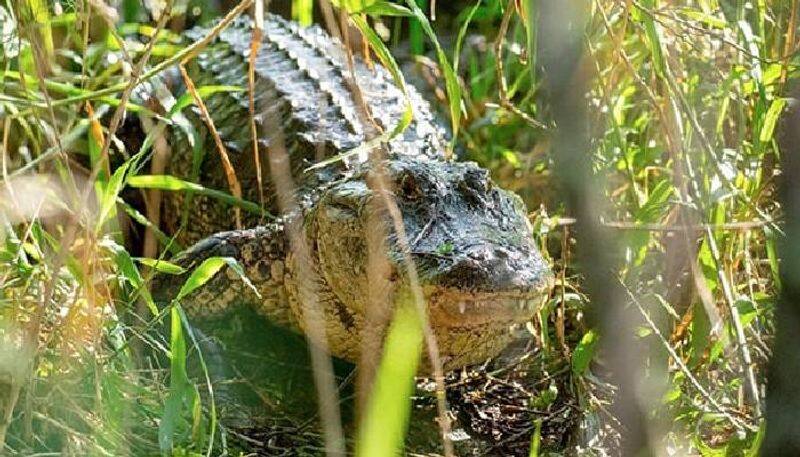 alligator build nest for babies  