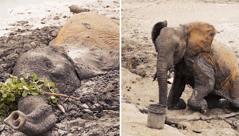 Watch: Elephants being rescued after getting stuck in mud for two days ...