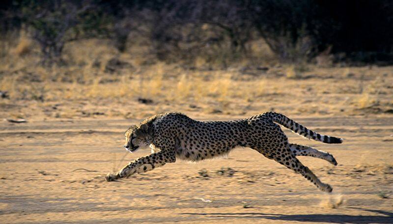 Cheetahs return to India: From speed, stamina, body structure, hunting skills and more - facts one must know snt