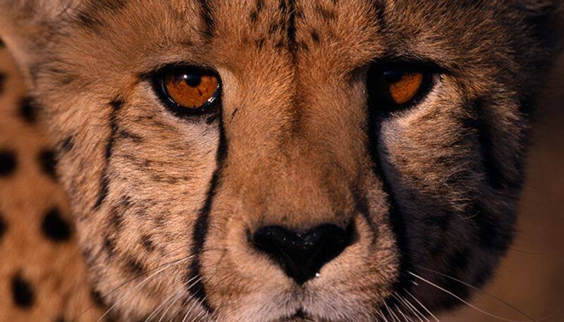 Cheetahs return to India: From speed, stamina, body structure, hunting skills and more - facts one must know snt