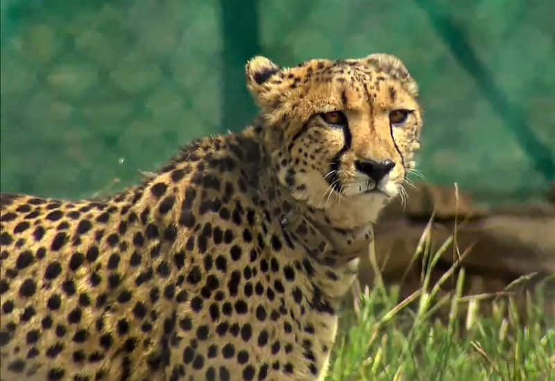 Cheetahs in Indian 