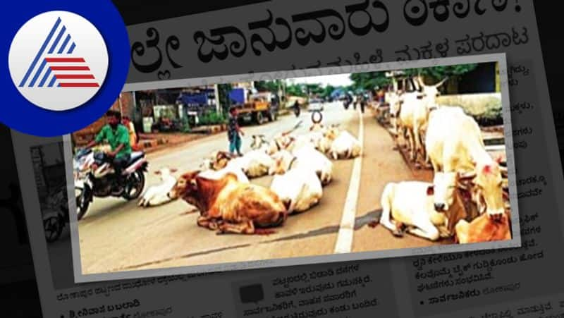 the cattles on road traffic problems lokapur at bagalkote rav