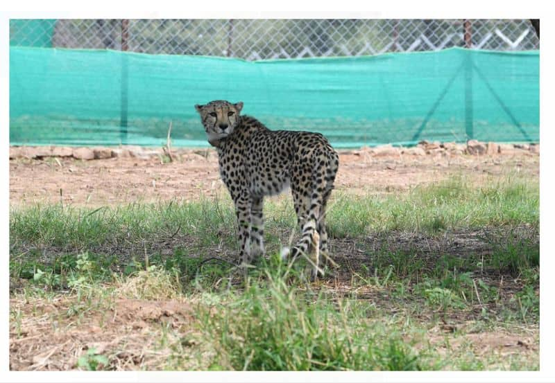 Two more Cheetah cubs die in Madhya Pradesh's Kuno National Park