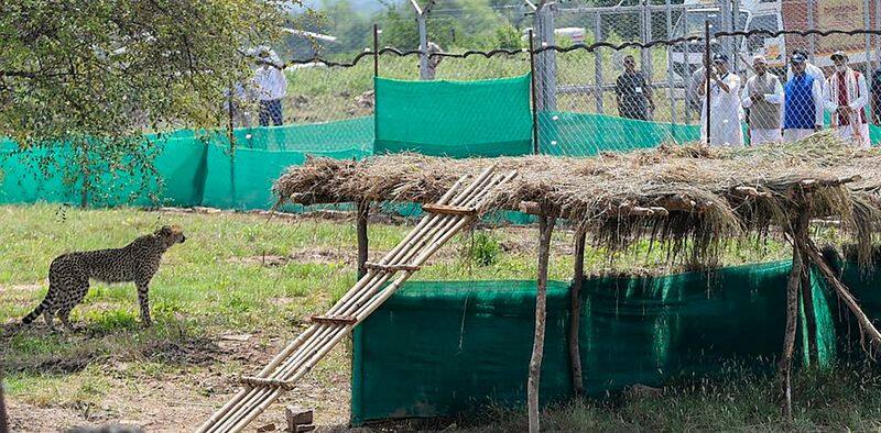 Cheetahs 1st moments on Indian soil: From entry to 360-degree scan of new environment - heres what happened snt