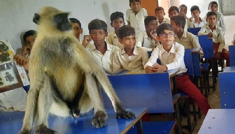 a monkey attending class with students hilarious video goes viral