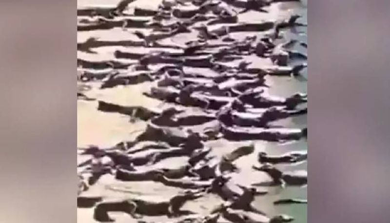 hundreds of crocodiles on Brazilian beach