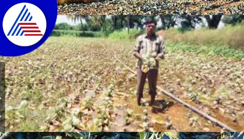 Cabbage rotted due to rain gadag farmers crying rav