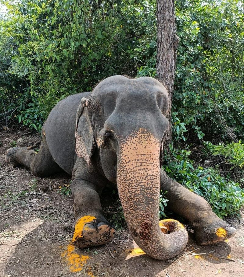 wild female elephant found death in coimbatore forest