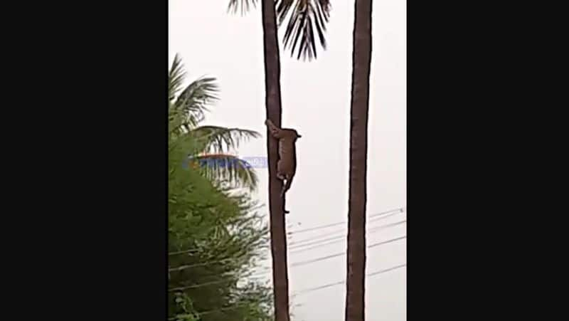 Two leopards fighting on a tree the video goes viral