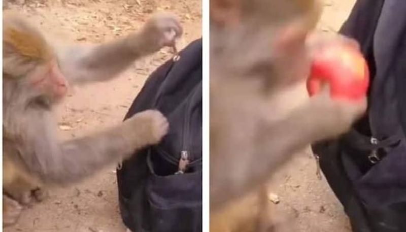 monkey open bag and steals apple 