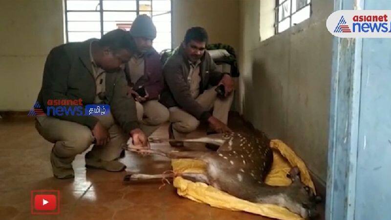 spotted deer died due to stray dogs bit in Nirgiri 