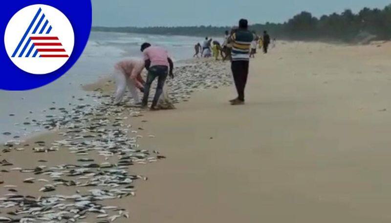 millions of sardine fish found in malpe beach gow