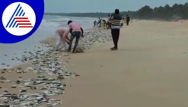 millions of sardine fish found in malpe beach gow