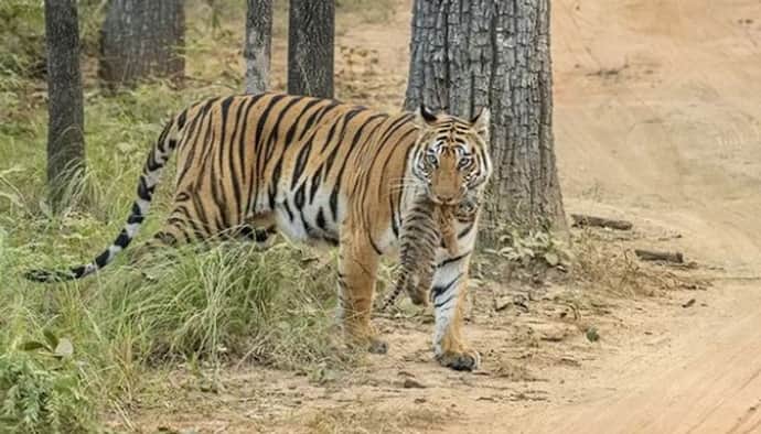 National Tourism Day 2024: 11 national parks in India that must make it to your travel bucket list