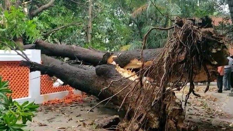 BIG tree collapsed in minister Errabeli camp office in Warangal  AKP