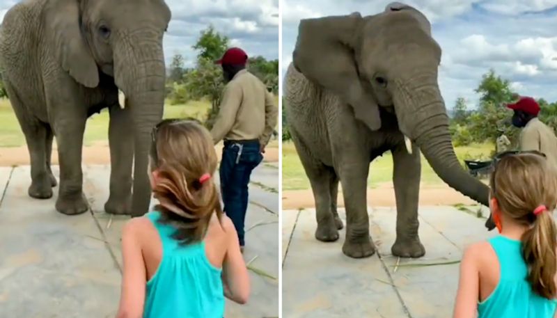 Watch Elephant mimicking little girl's dance steps goes viral; Netizens  react-tgy