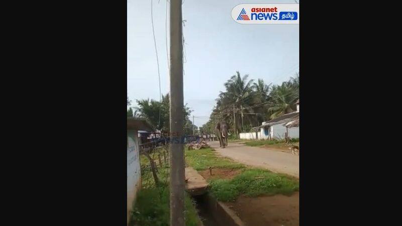 A wild elephant in the village town of Mysore! - people Panic!