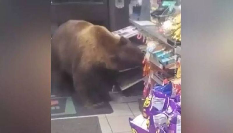 hungry bear in supermarket 