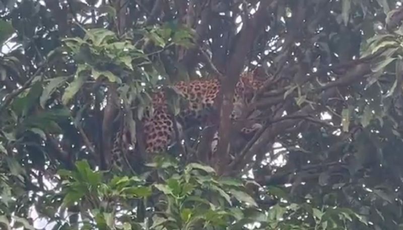 Leopard stuck on mango tree, rescued after eight long hours: watch video - gps