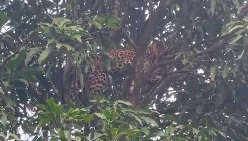 Leopard stuck on mango tree, rescued after eight long hours: watch video