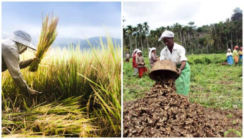 Paddy farmers and ginger farmers in distress