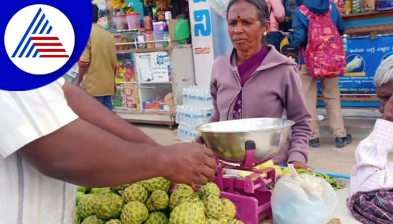 A bumper crop of custard apple in heavy rains