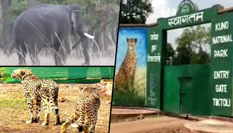 Meet Laxmi and Siddhanath, the guardians of African cheetahs in MP's Kuno National Park - drb