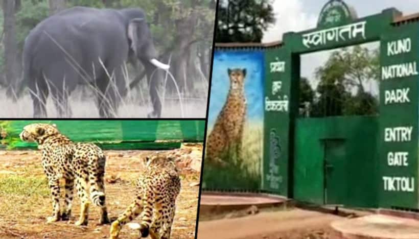 Meet Laxmi and Siddhanath, the guardians of African cheetahs in MP's Kuno National Park