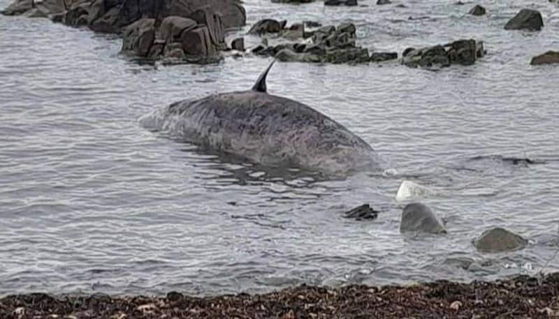 Over 200 pilot whales dead on New Zealand islands