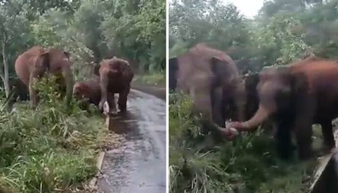 Watch: Elephants entangle their trunks to protect calf from humans; Netizens react