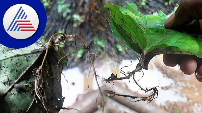 A root in a betel leaf kept in prayer to Koragajja in Sullia san