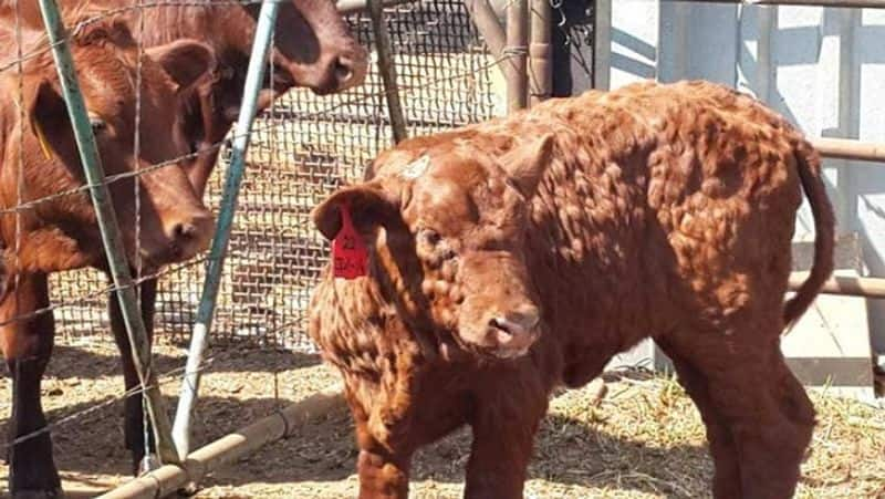 Lumpy disease affects cattle and businesses throughout Karnataka.