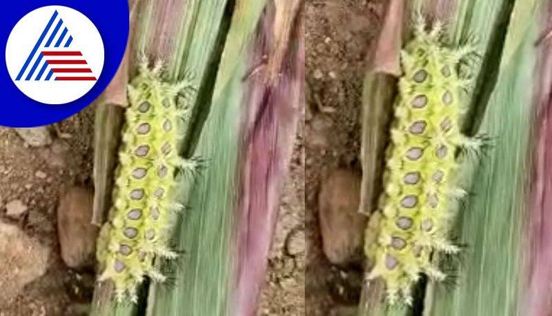 Dangerous insects found in gadag villages farmers scared lot gvd