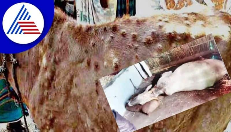 Cattle death due to lumpy skin disease rav