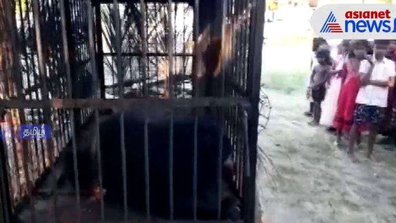 A bear that was threatening people in Kalakadu area was caught in a cage