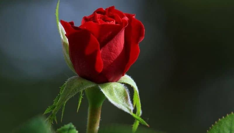 happy rose day 2023 importance and significance rose day rse