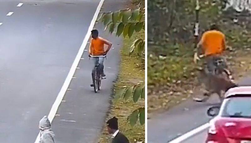 leopard attacks cyclist and the video goes viral 