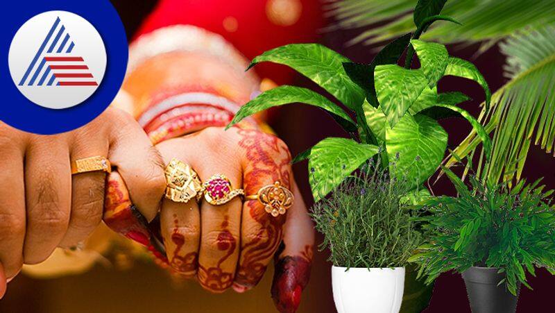 Vastu tips- Plant Peonia flowers at home for early marriage