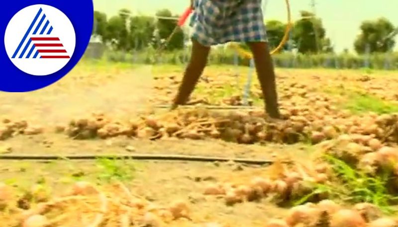 Farmers grow 14 thousand hectares of onion crops are destroyed in Chitradurga  gow