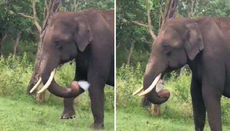 Single forest elephant damage agriculture land in coimbatore