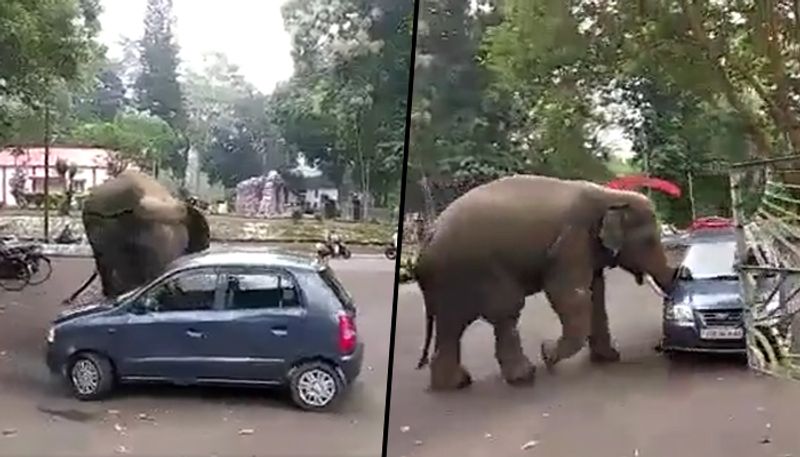 Elephant moves hatchback car like a toy; watch viral video from Assam - gps