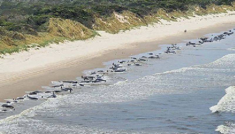 Over 470 pilot whales die in 'heartbreaking' New Zealand's Chatham Island strandings: Report AJR