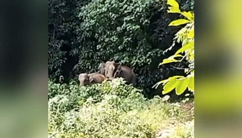 Mother Elephant Blesses Forest Officials After Being Reunited With Its Calf