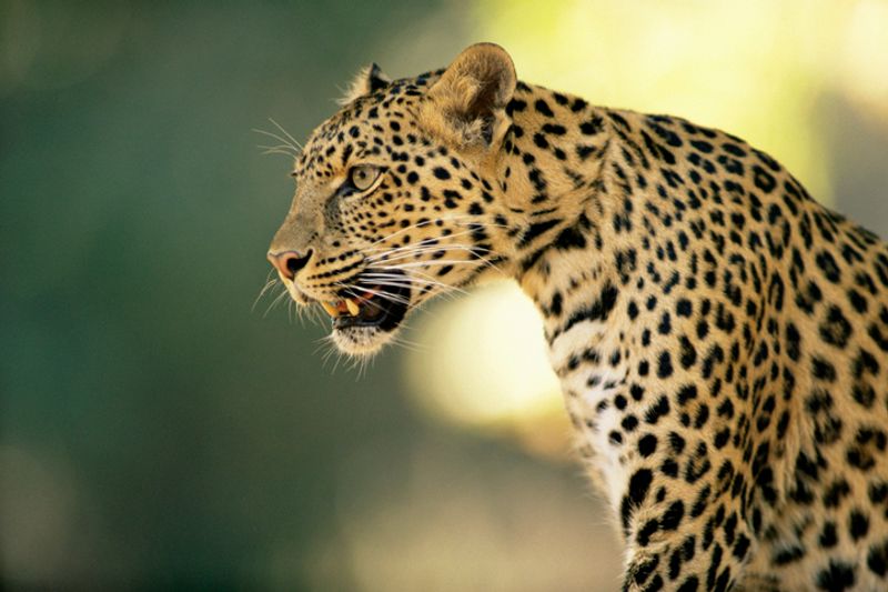 Two Leopards Appeared at Gangavthi in Koppal grg