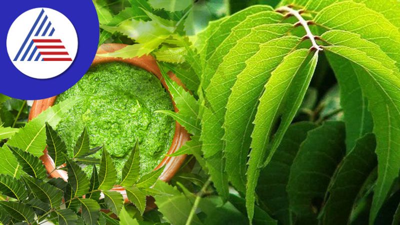 Amazing Health Benefits and Uses of Neem Leaves