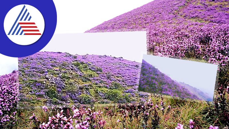 After 12 years Neelakurinji Flower blooms in Mullayanagiri, increase beauty of chikkamagaluru akb