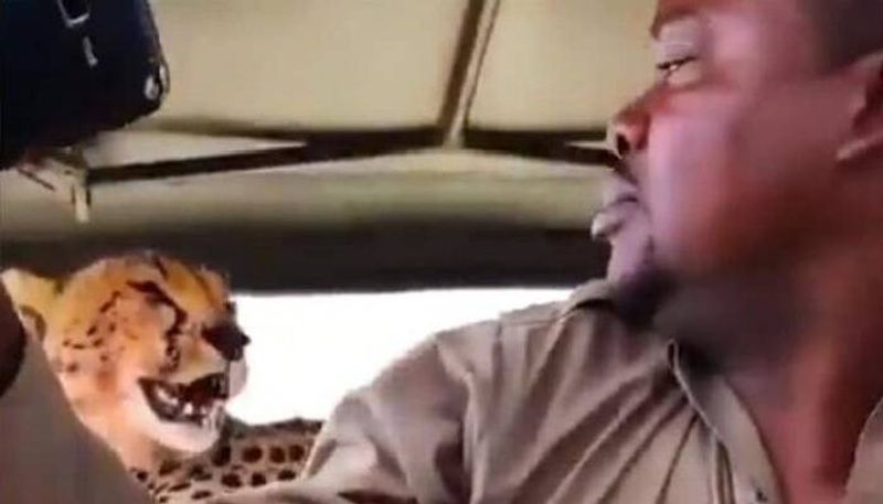 man capture selfie with cheetah 