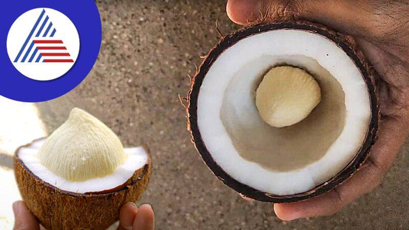 Benefits of coconut flower you must know