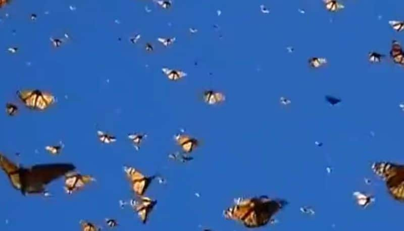 Monarch butterflie fluttering under a clear blue sky is going viral online akb