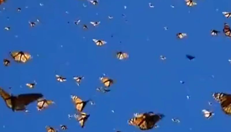 Monarch butterflie fluttering under a clear blue sky is going viral online akb